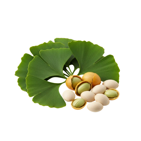 Ginkgo Biloba