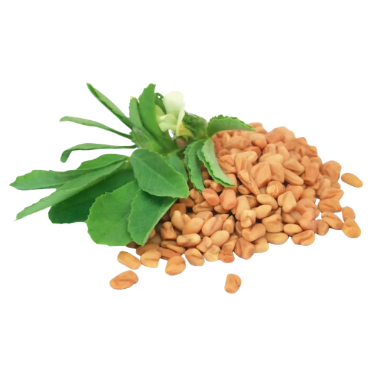 Fenugreek (trigonella foenum graecum)