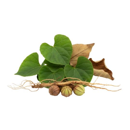 Sida Corifolia Extract
