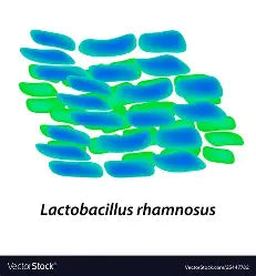 Probiotic 2 - Lactobacillus rhamnosus