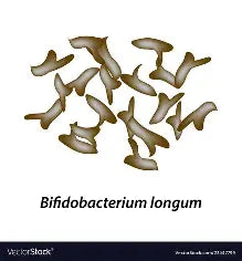 Probiotic 6 - Bifidobacterium longum