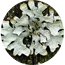 Coconut powder