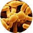 Bifidobacterium breve 