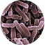 Bifidobacterium longum