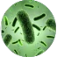 Lactobacillus casei