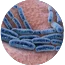 Streptococcus thermophilus
