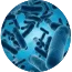 Lactobacillus rhamnosus